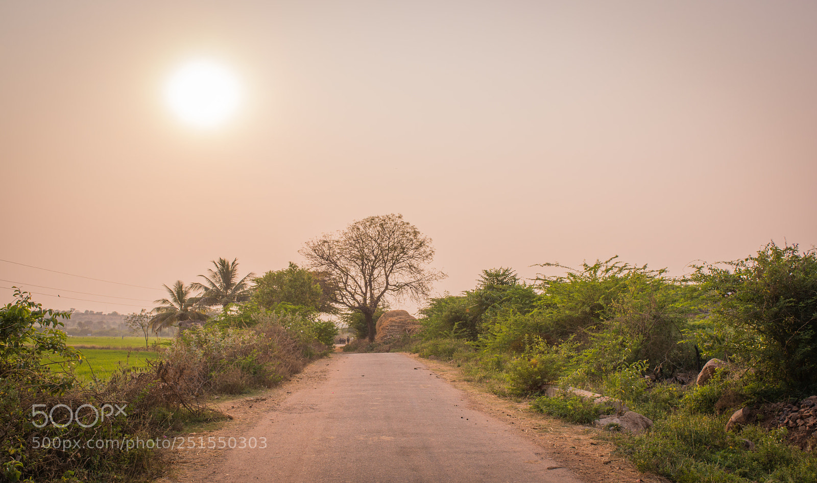 Nikon D5200 sample photo. Sunet along the road photography