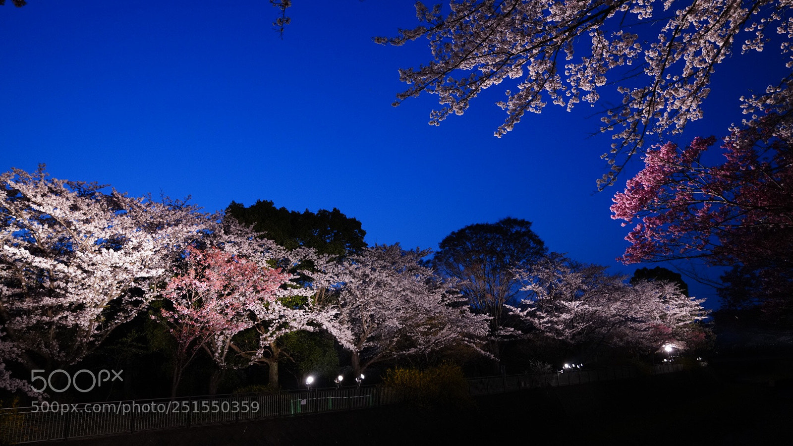 Sony a7R III sample photo. Untitled photography