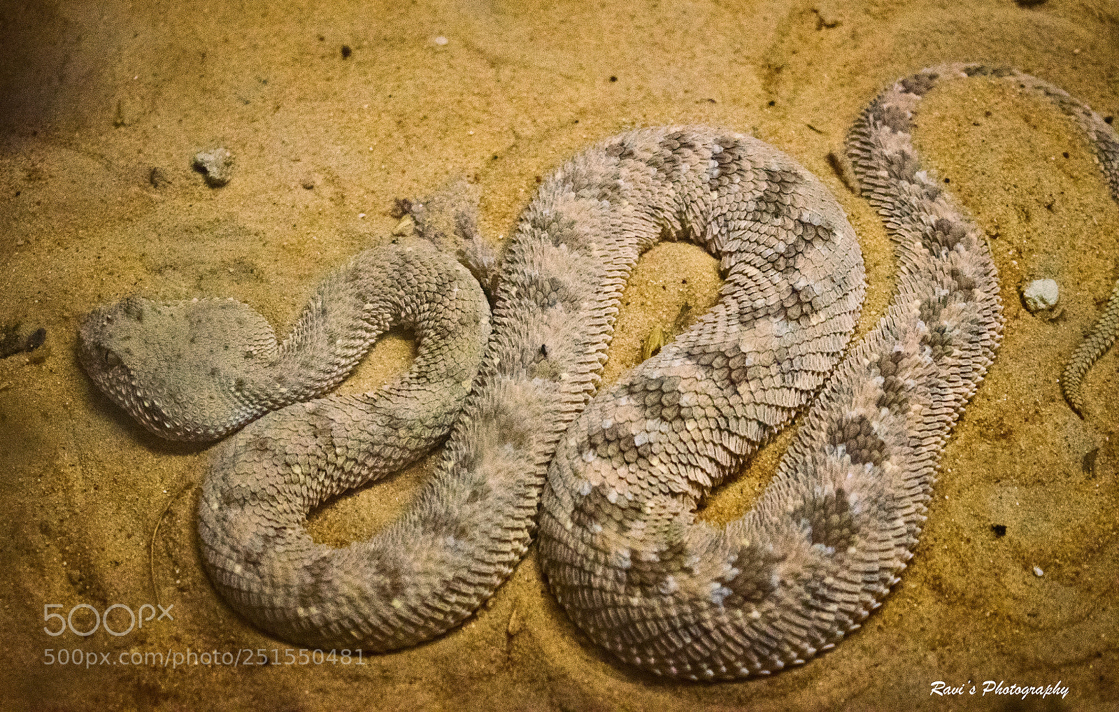 Nikon D5300 sample photo. Arabian-horned viper photography