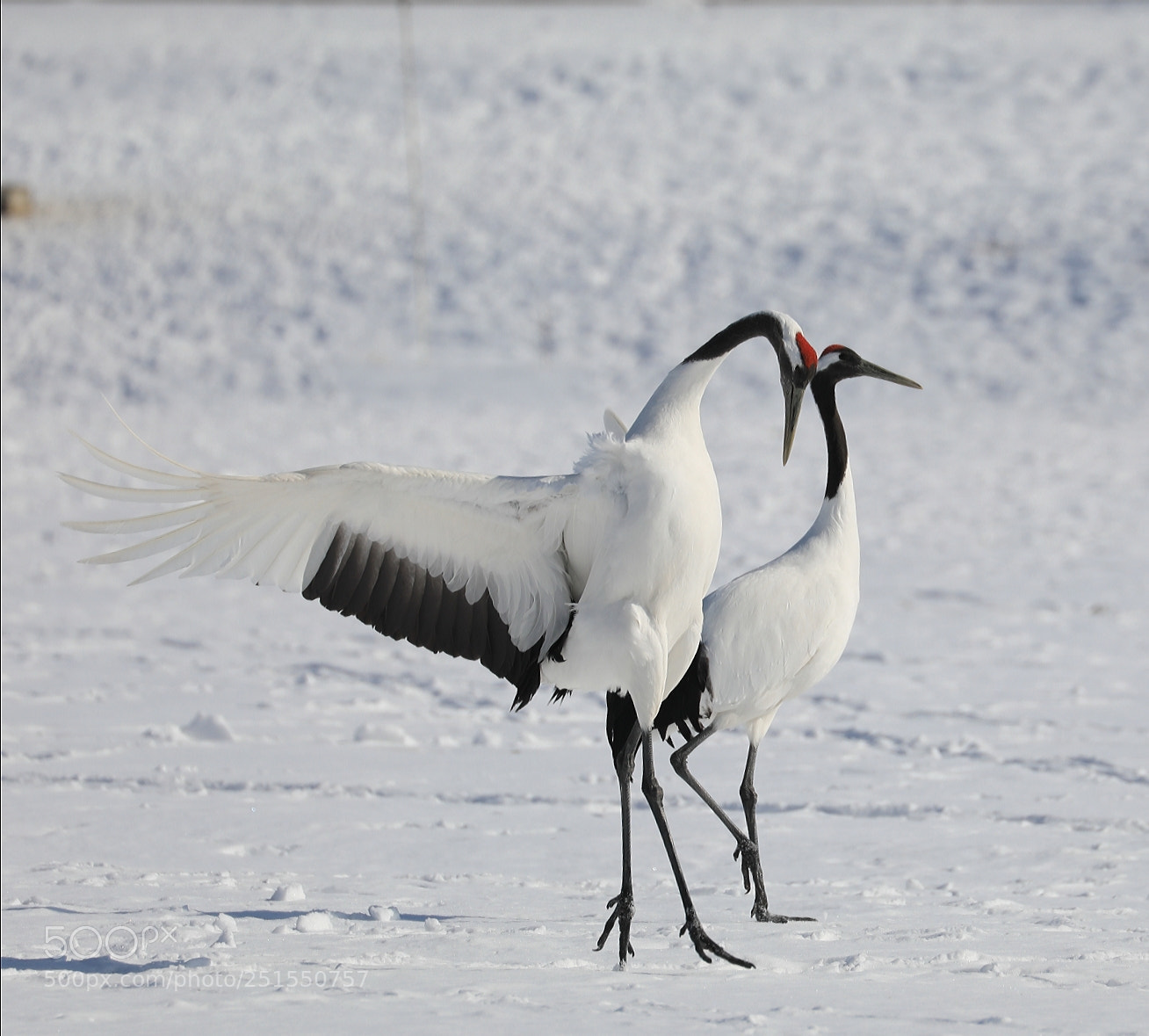 Canon EOS 5D Mark IV sample photo. Grues du japon photography
