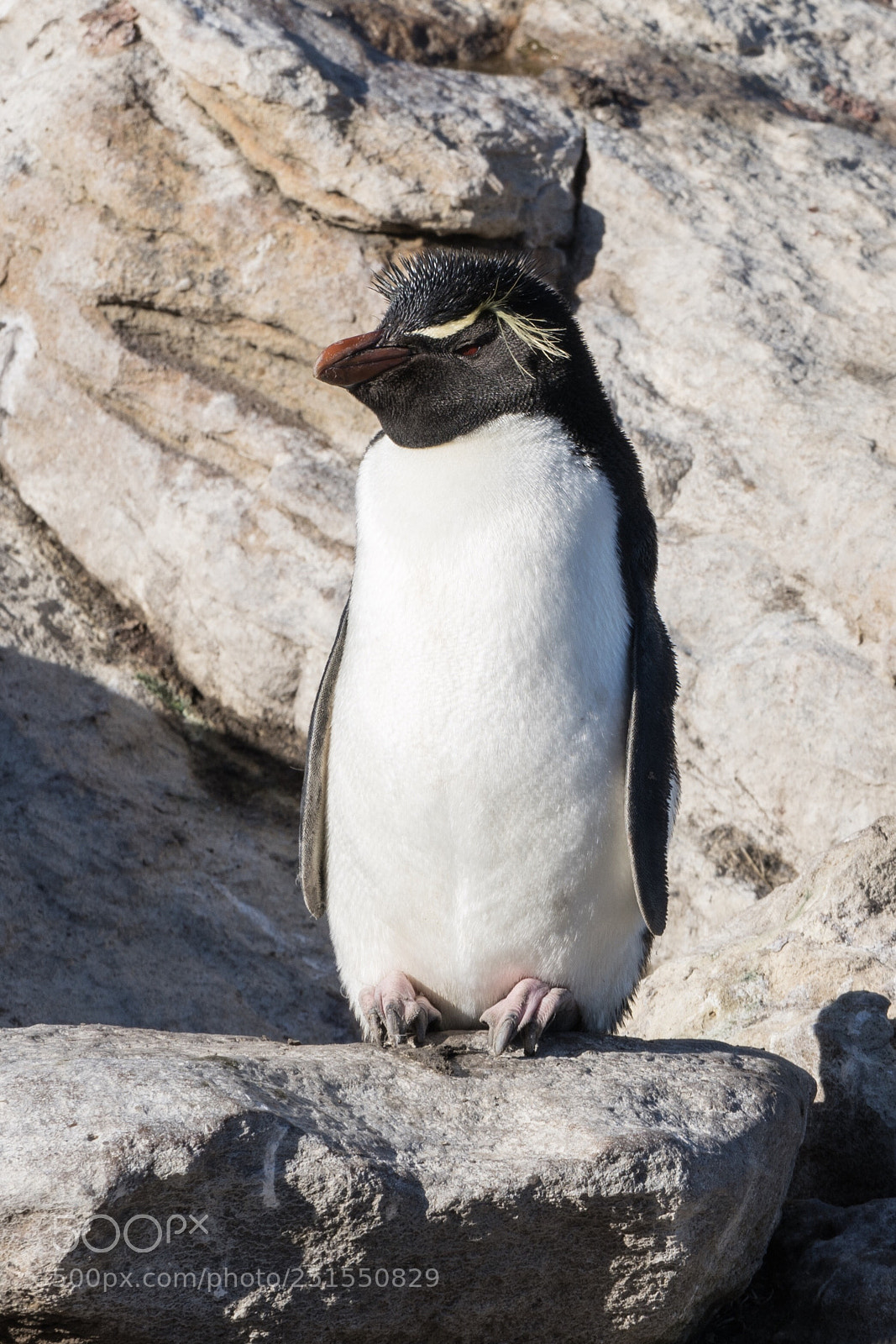 Sony a7R II sample photo. New island, falkland islands photography