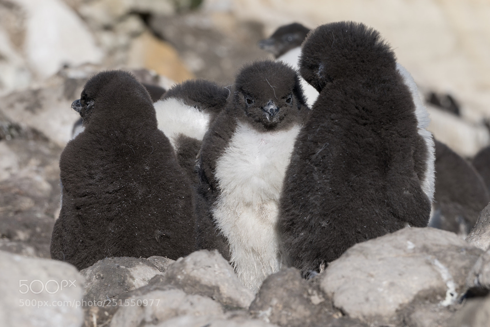 Sony a7R II sample photo. New island, falkland islands photography