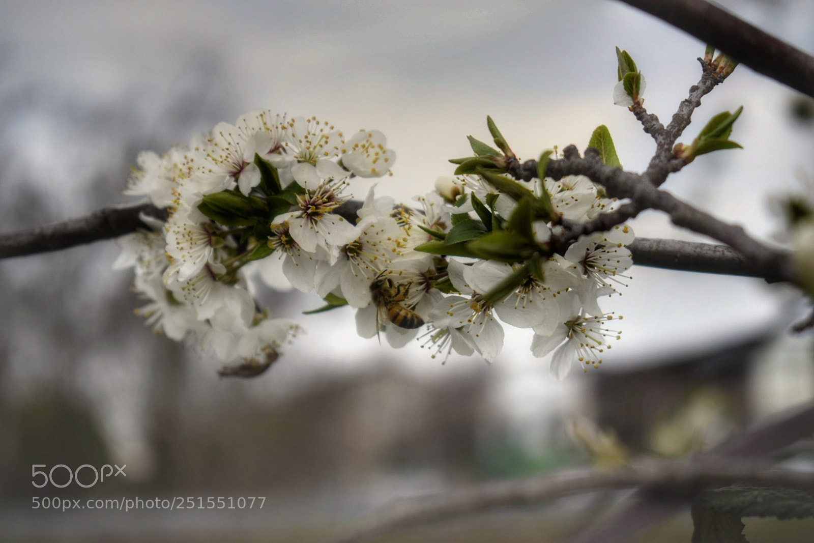 Nikon D5300 sample photo. Prove di primavera trials photography
