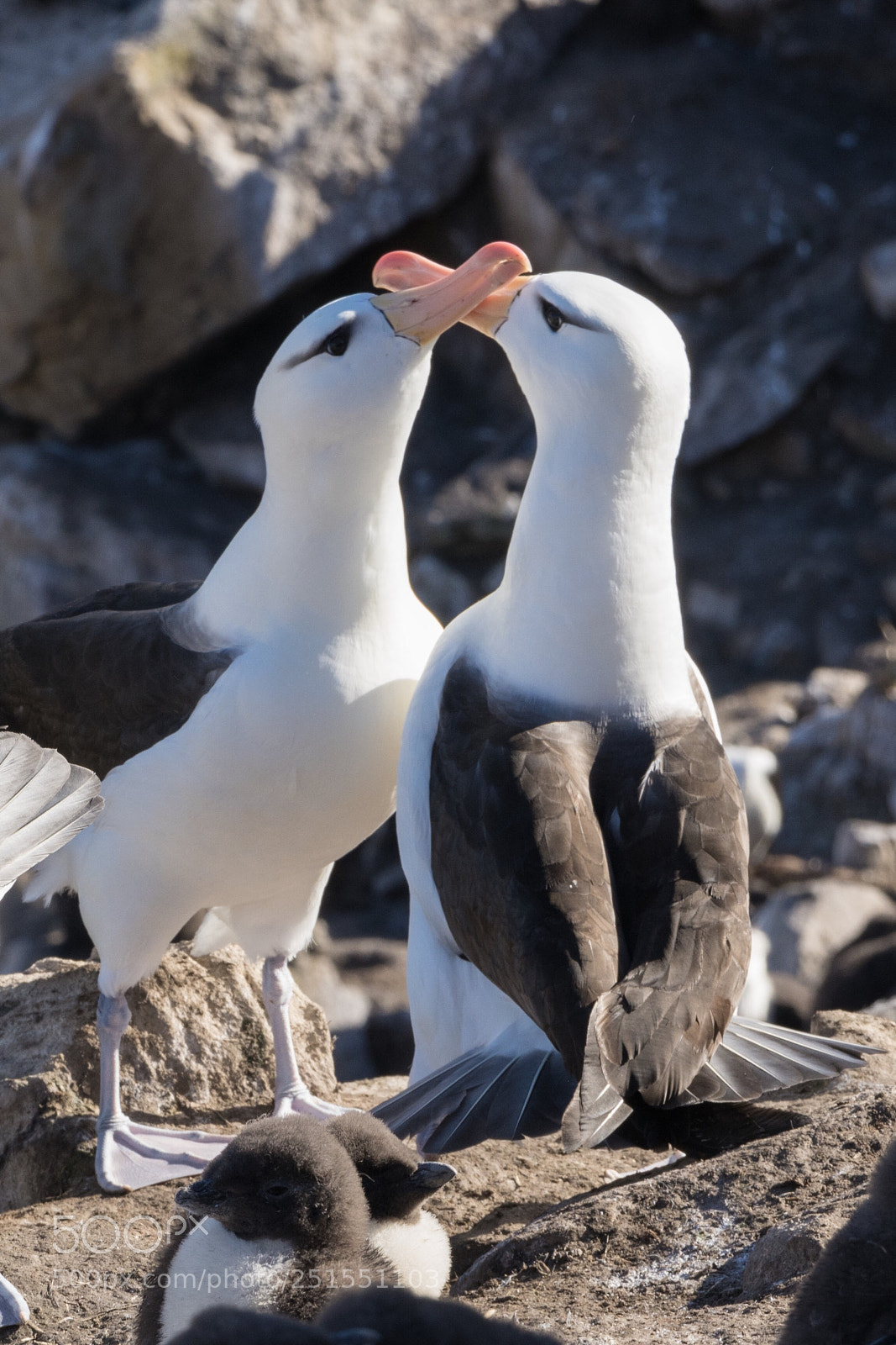 Sony a7R II sample photo. New island, falkland islands photography