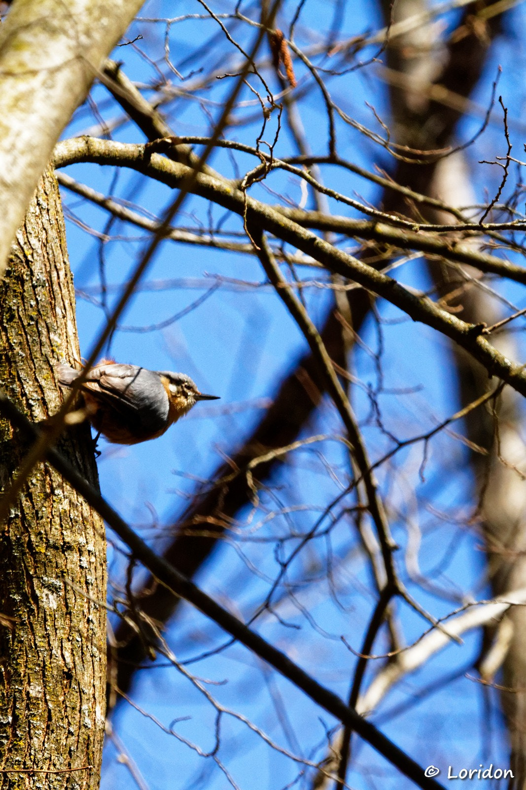 Canon EOS 7D + Canon EF 100-400mm F4.5-5.6L IS USM sample photo. Sittelle photography