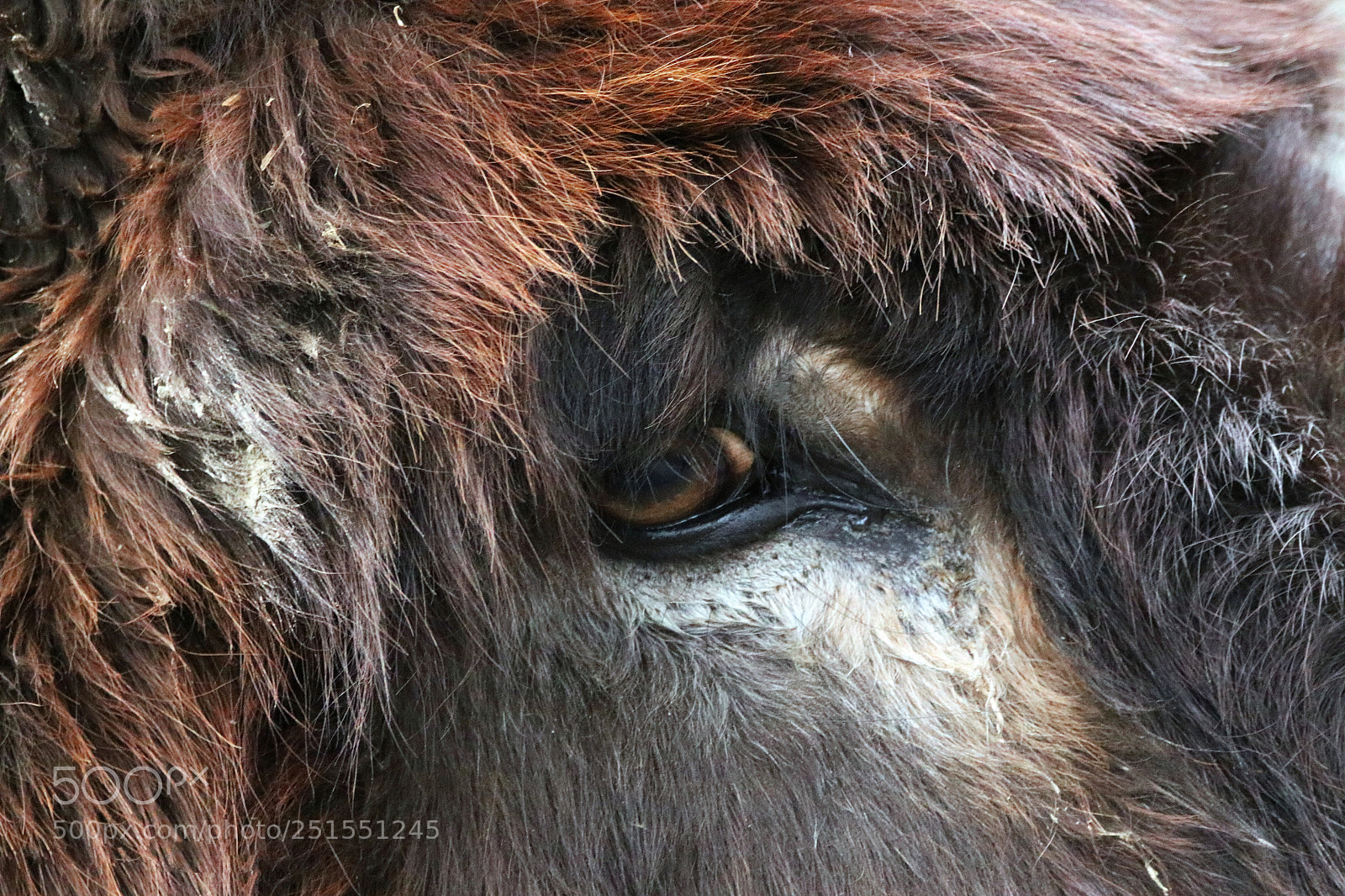 Canon EOS 80D sample photo. Donkey eye photography