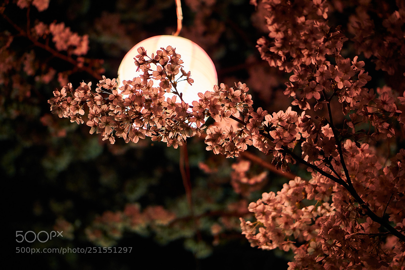 Sony a5100 sample photo. Cherry full blossom at photography