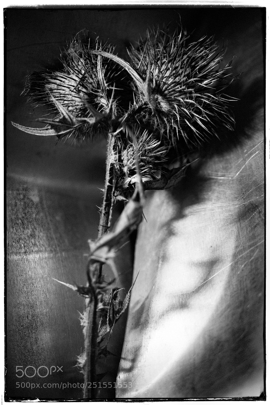 Sony a7 sample photo. Thistle seed heads photography