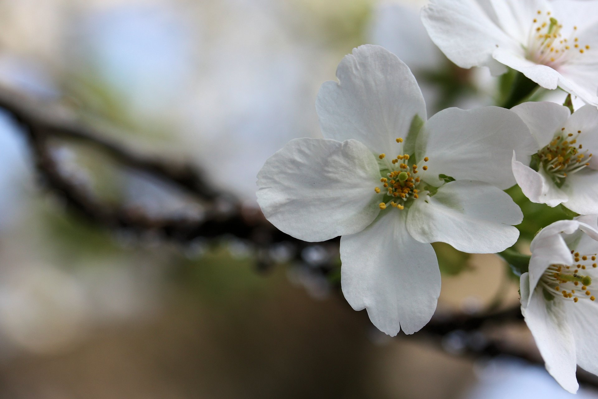 Canon EOS 450D (EOS Rebel XSi / EOS Kiss X2) sample photo. Cherry blossoms photography