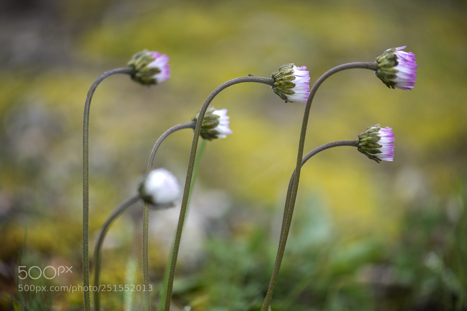 Nikon D850 sample photo. Bellis sylvestris photography