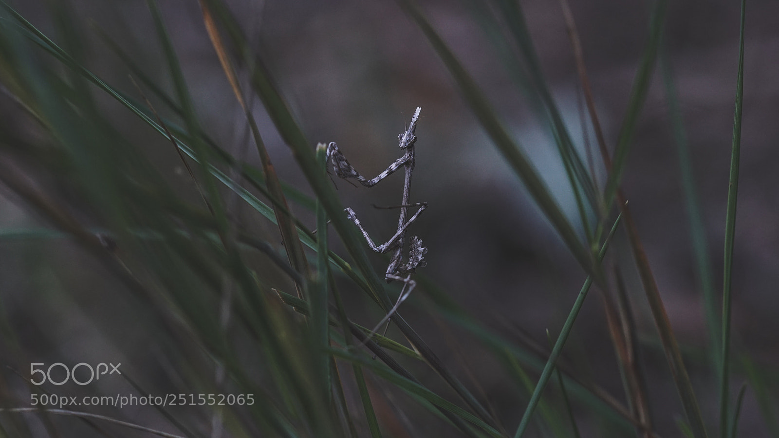 Sony a6000 sample photo. Diminuta photography