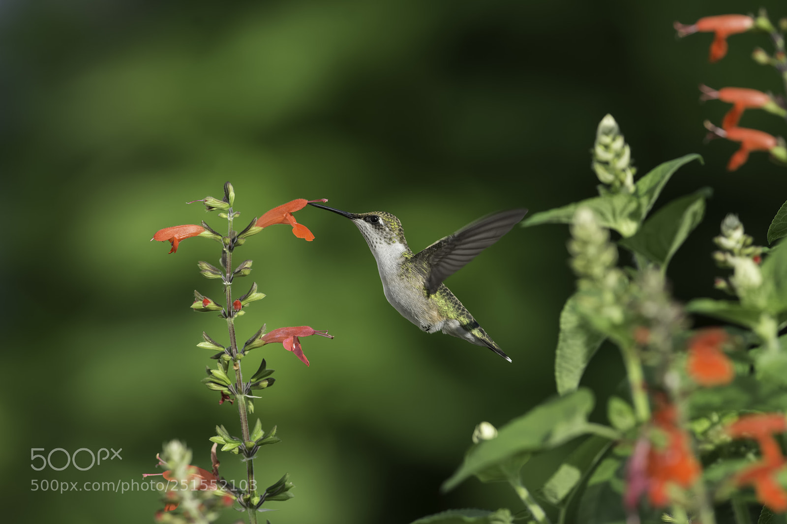 Nikon D7100 sample photo. In the garden realm photography