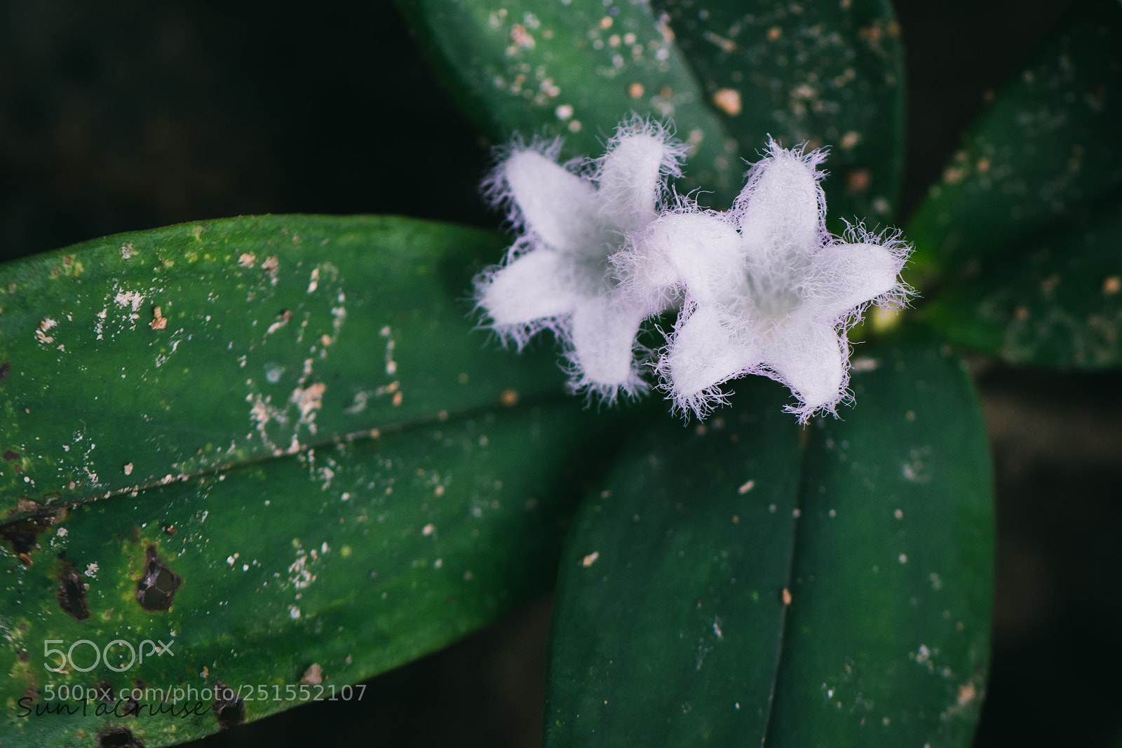 Nikon D7200 sample photo. White flower. photography