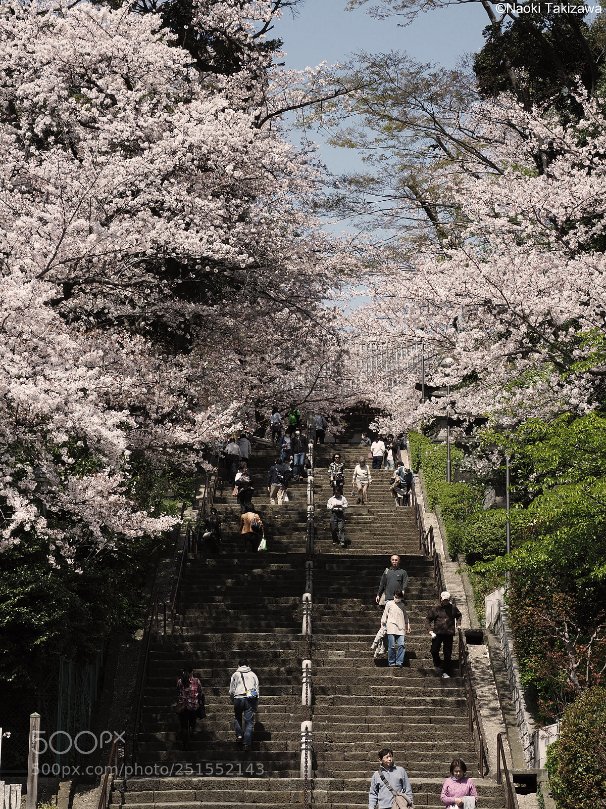Olympus OM-D E-M1 Mark II sample photo. Spring scene of the photography