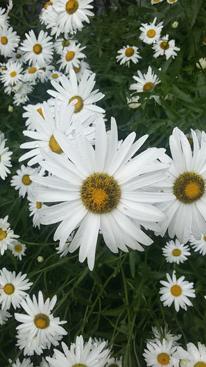 Samsung Galaxy S3 Neo sample photo. Flowers photography