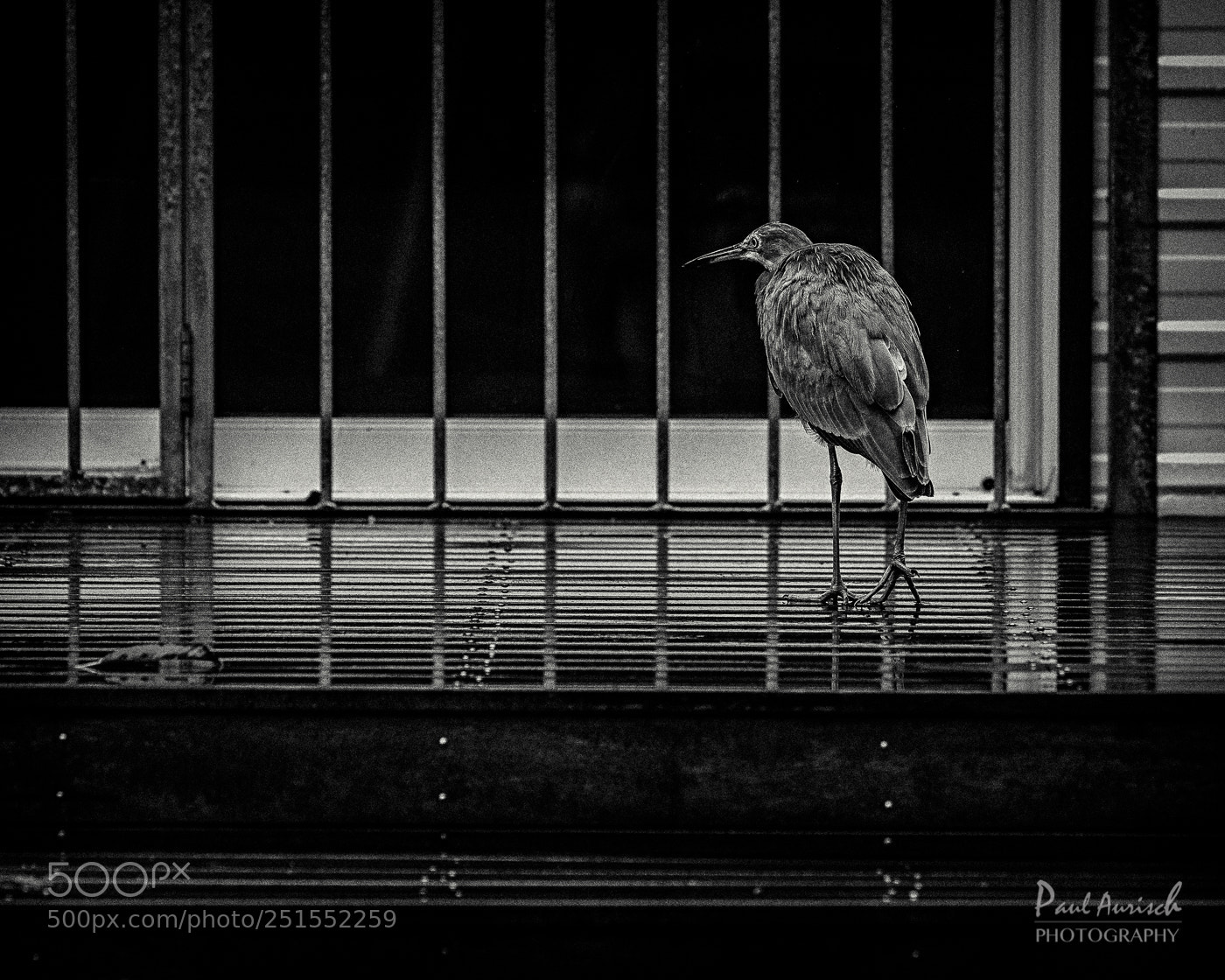 Nikon D500 sample photo. White faced heron photography