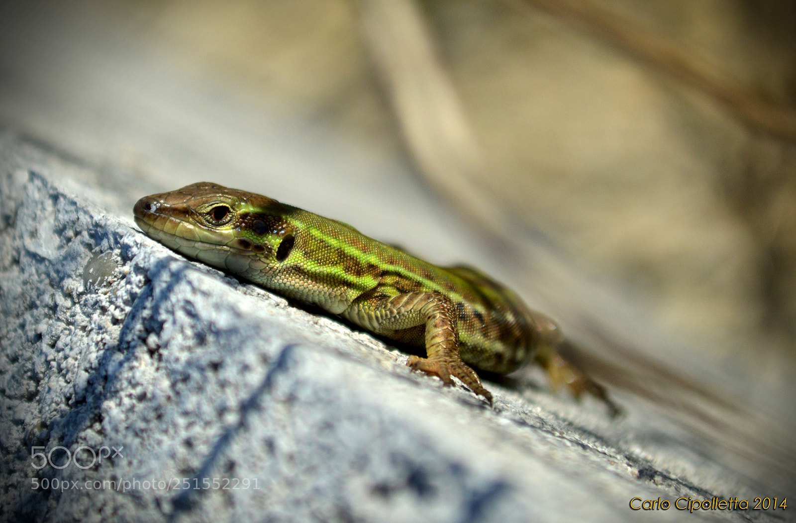 Nikon D3200 sample photo. Lizard podarcis siculus photography