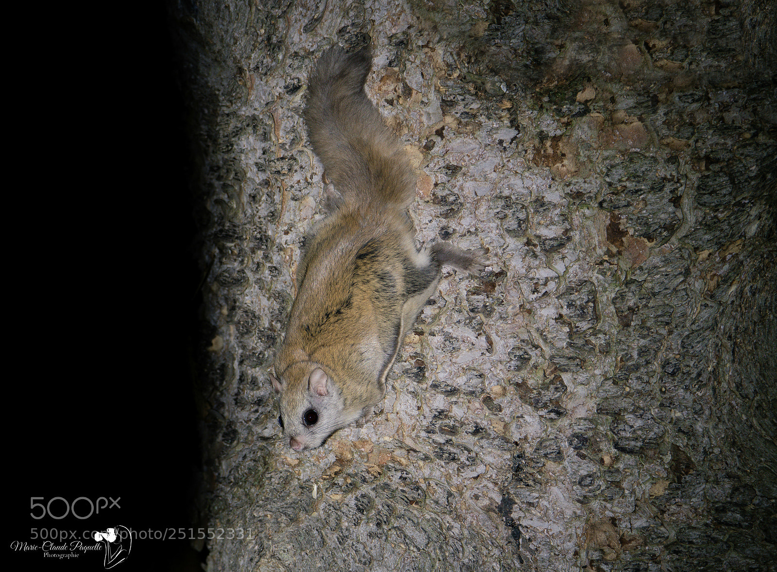 Nikon D500 sample photo. Polatouche photography
