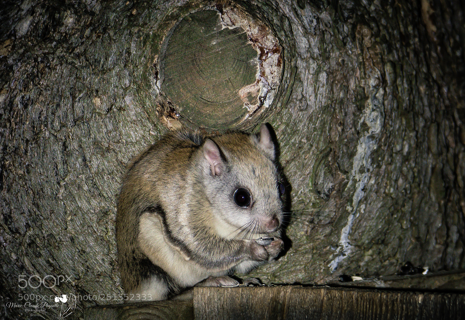 Nikon D500 sample photo. Polatouche photography