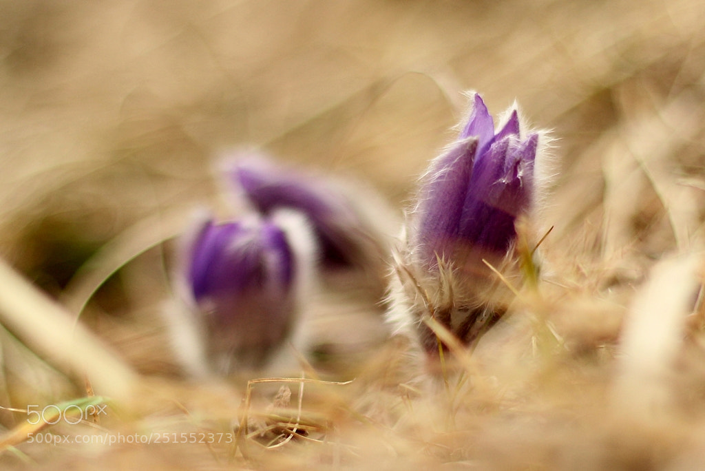 Canon EOS 600D (Rebel EOS T3i / EOS Kiss X5) + Canon EF 50mm F1.8 II sample photo. Pulsatilla slavica photography