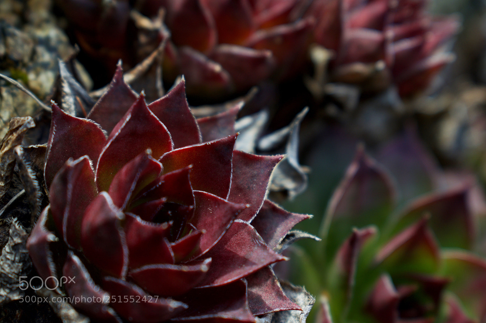 Nikon D3300 sample photo. Untitled photography