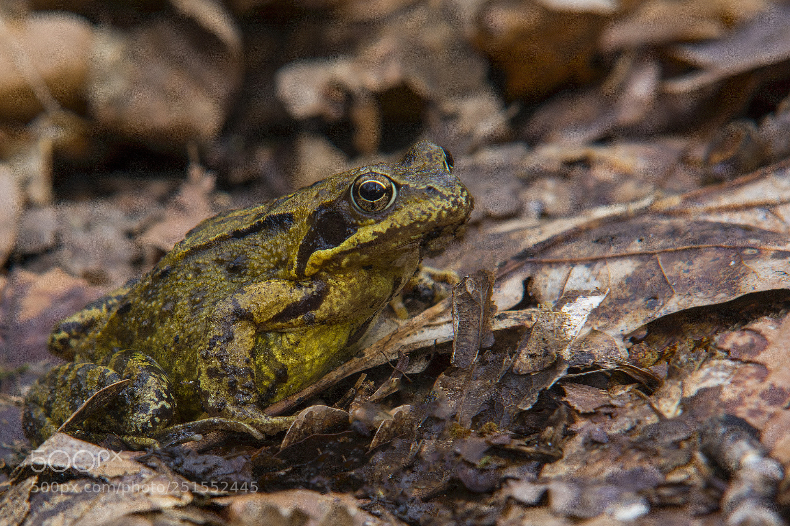 Nikon D7100 sample photo. Toad photography