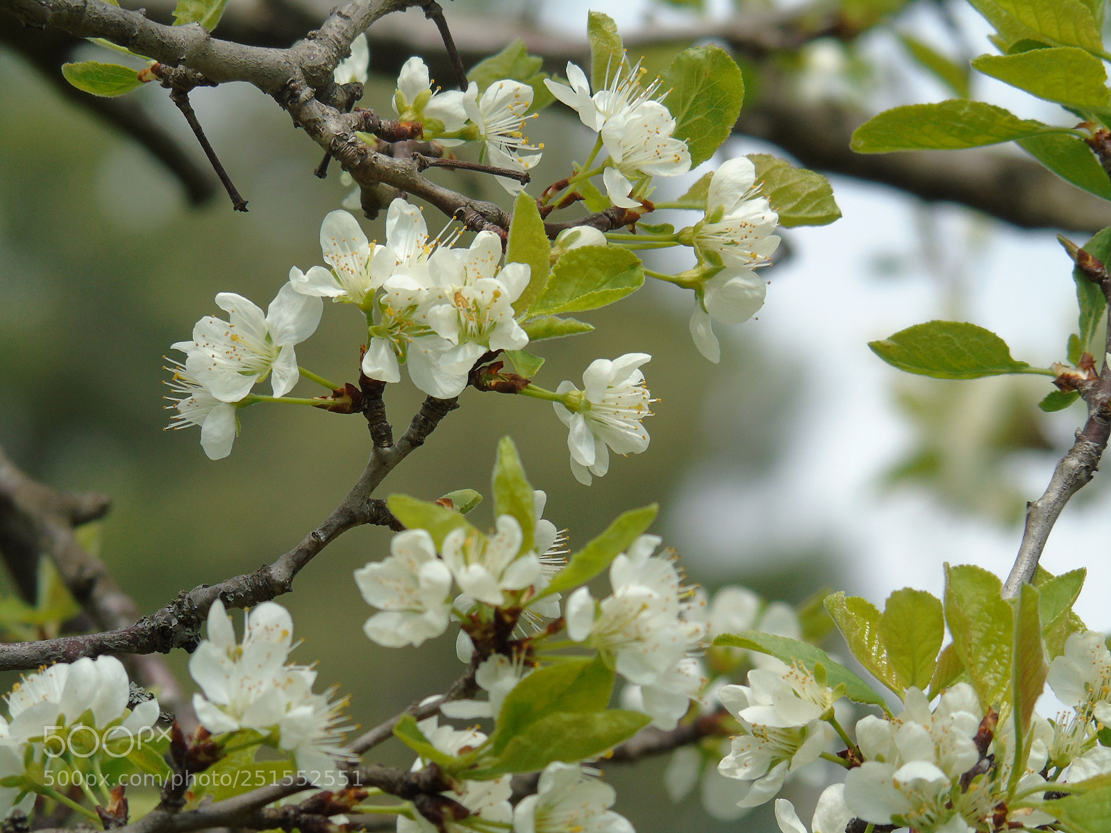 Sony Cyber-shot DSC-H400 sample photo. Spring flowers photography