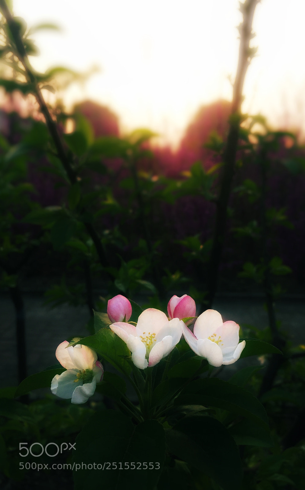 Apple iPhone 6 sample photo. Spring photography