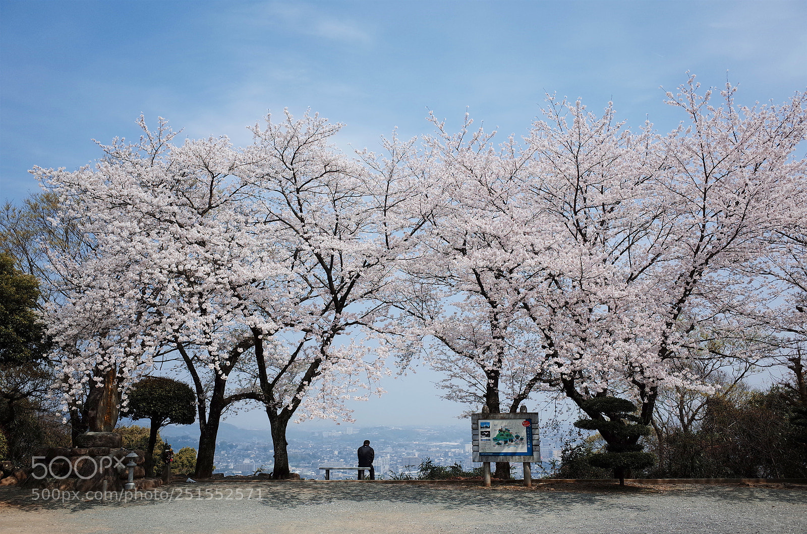 Ricoh GR sample photo. 花岡山の染井吉野 photography