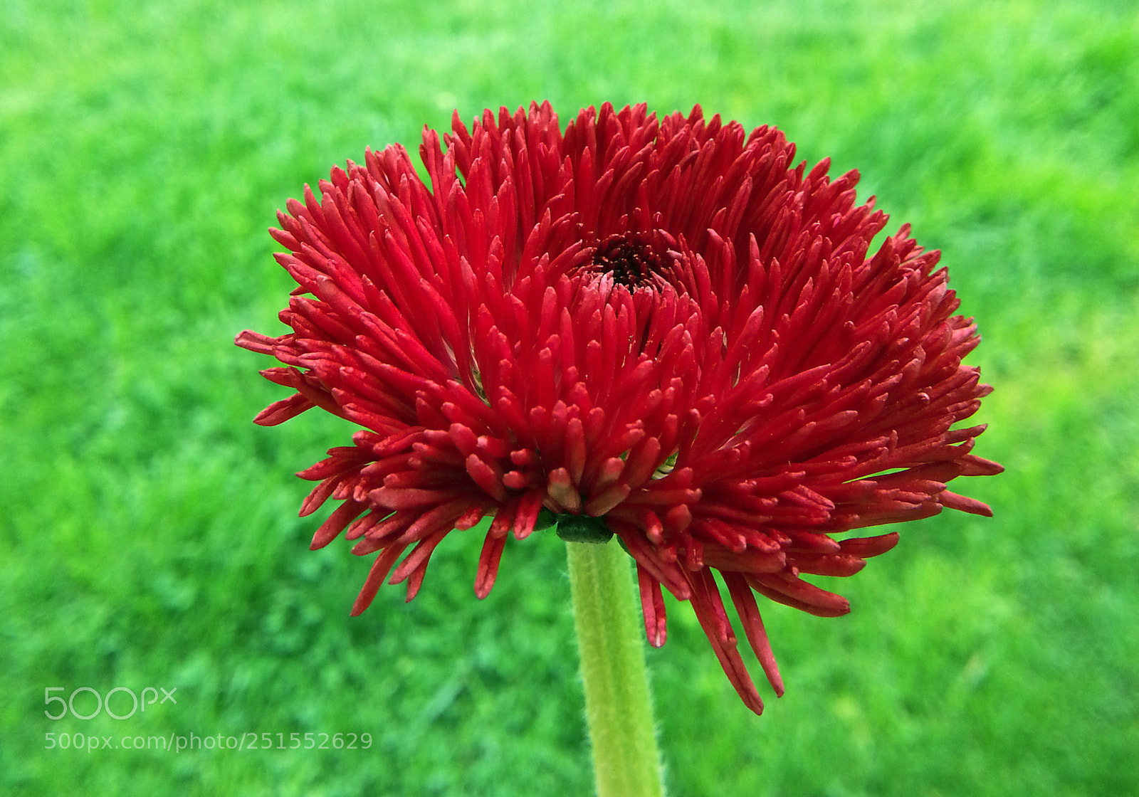 Samsung Galaxy Note2 sample photo. Flower photography