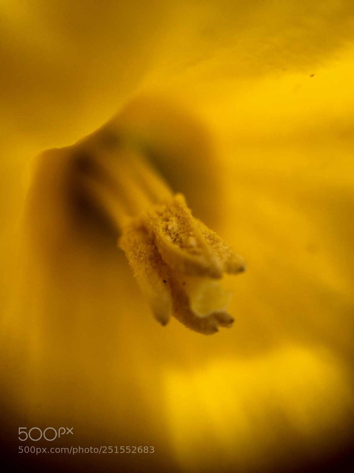 Apple iPhone 6s sample photo. Power of yellow photography