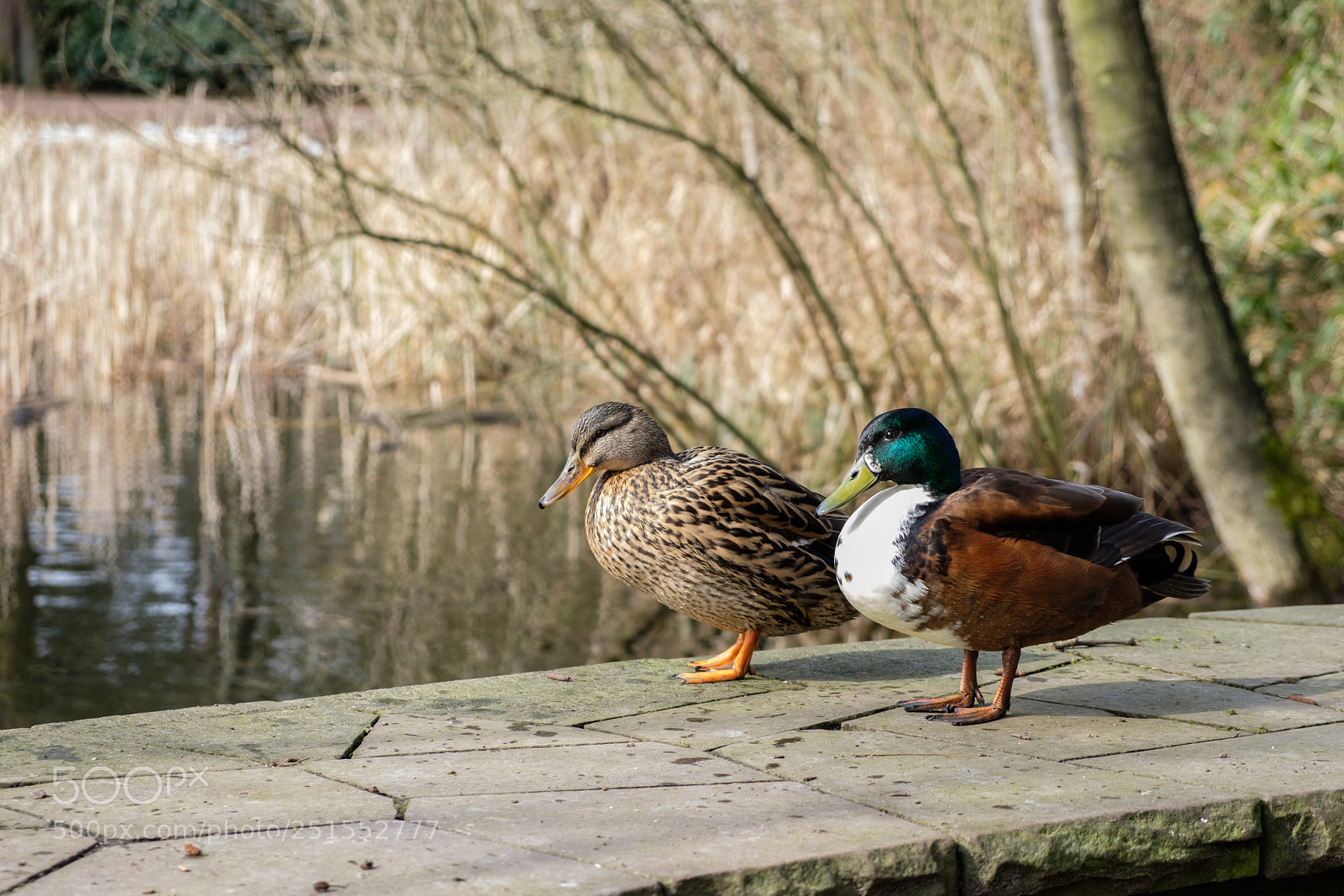 Fujifilm X-T20 sample photo. Ducks photography