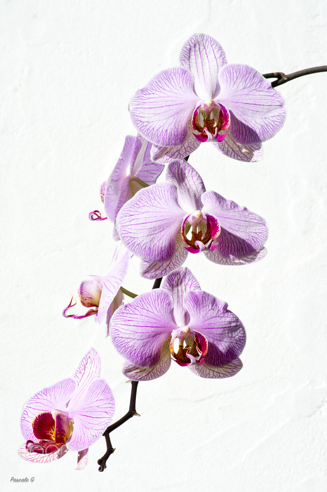 Nikon D7100 sample photo. Orchid high key photography
