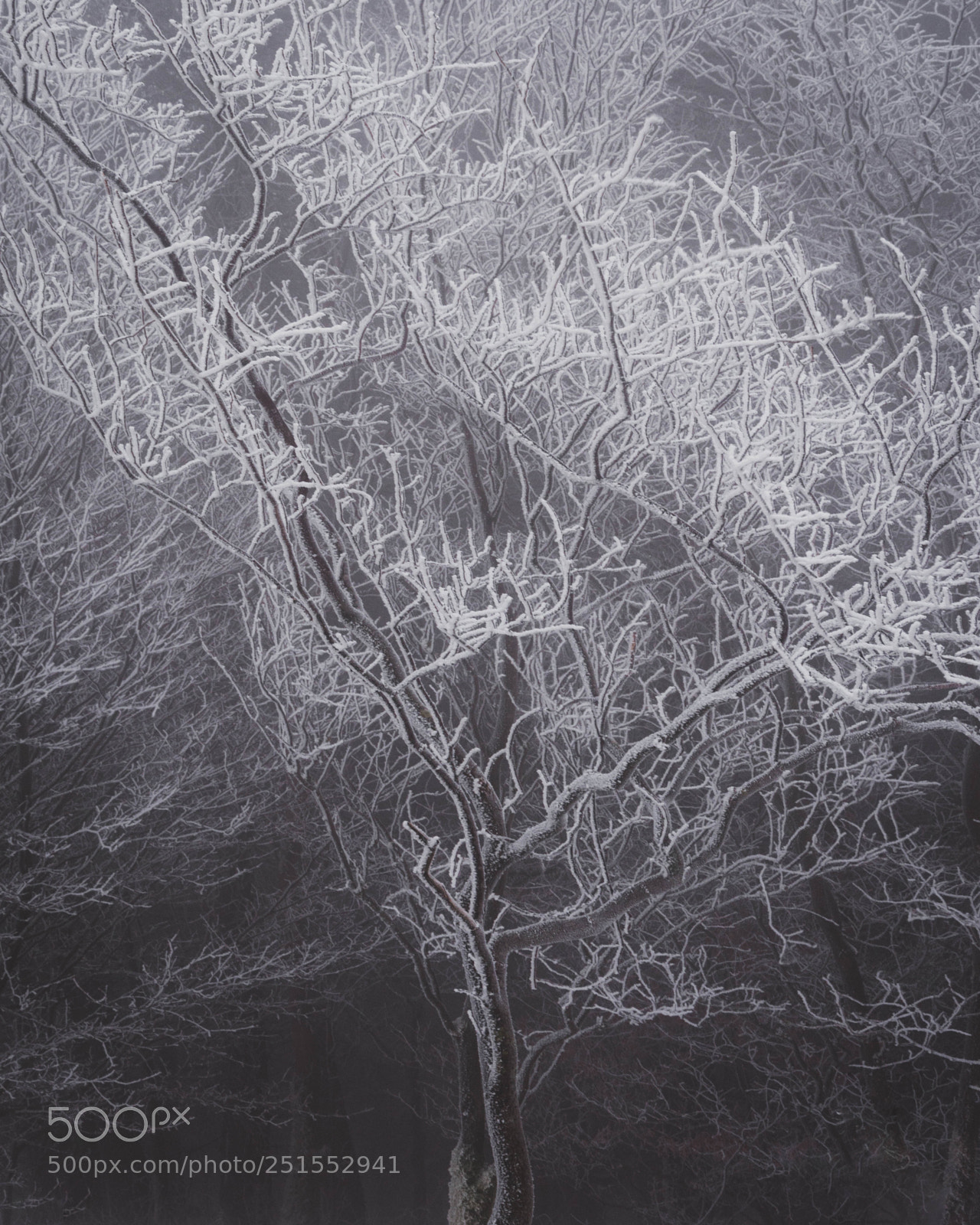 Nikon D7200 sample photo. Frosted tree at mam photography