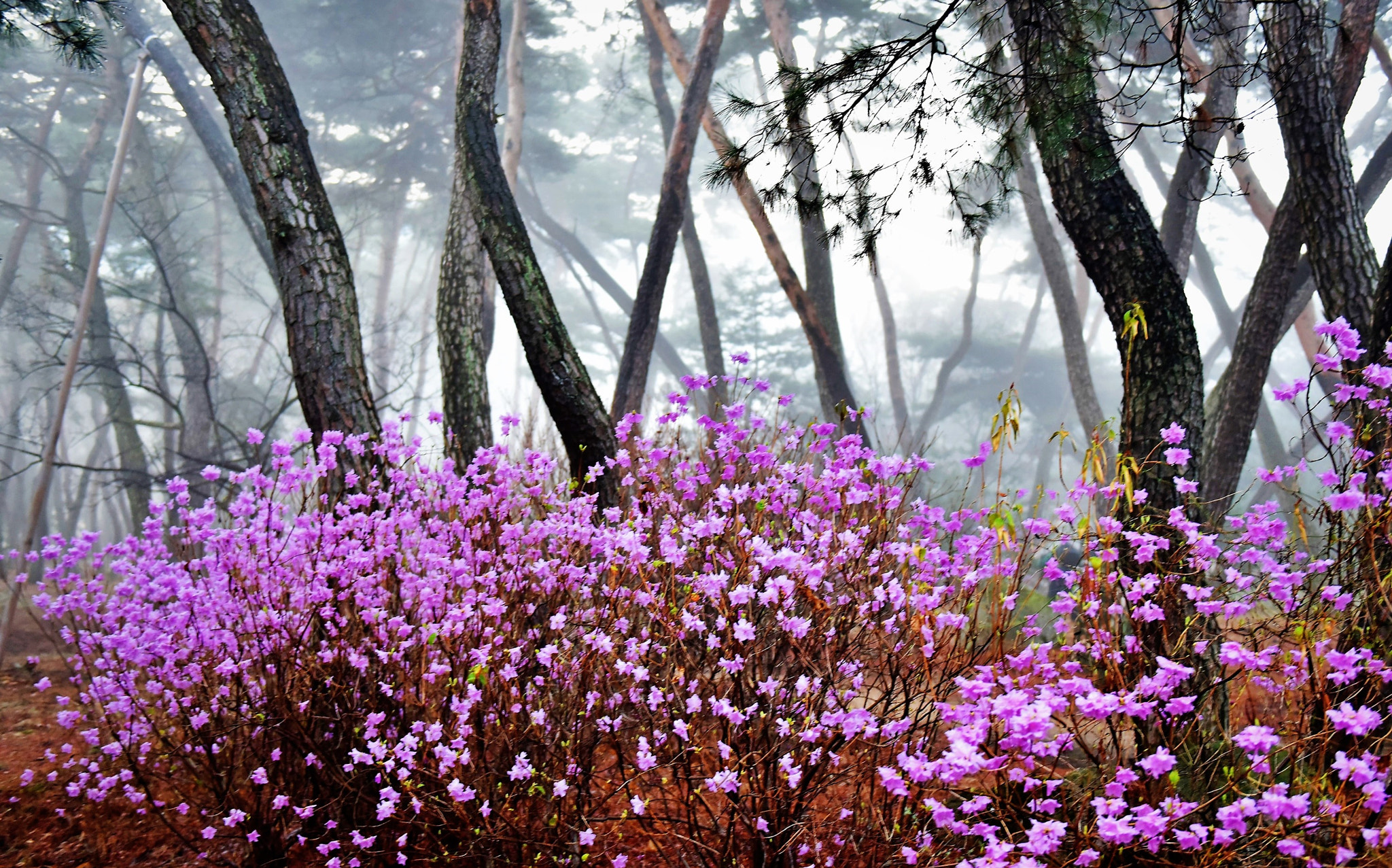 Nikon AF-S Nikkor 24-70mm F2.8G ED sample photo. Spring time 삼릉의 봄 photography