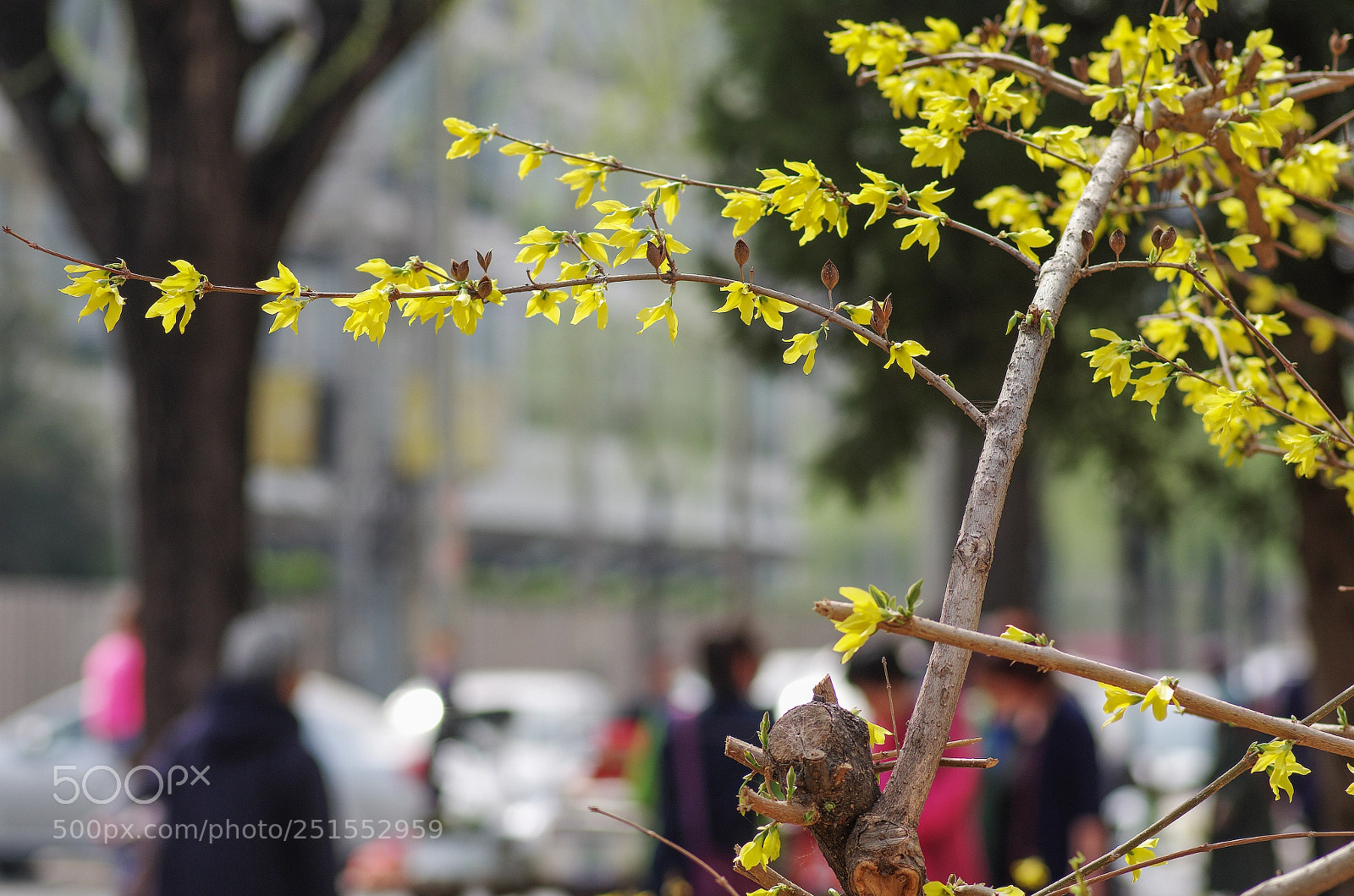 Pentax K-30 sample photo. Spring - winter jasmine photography
