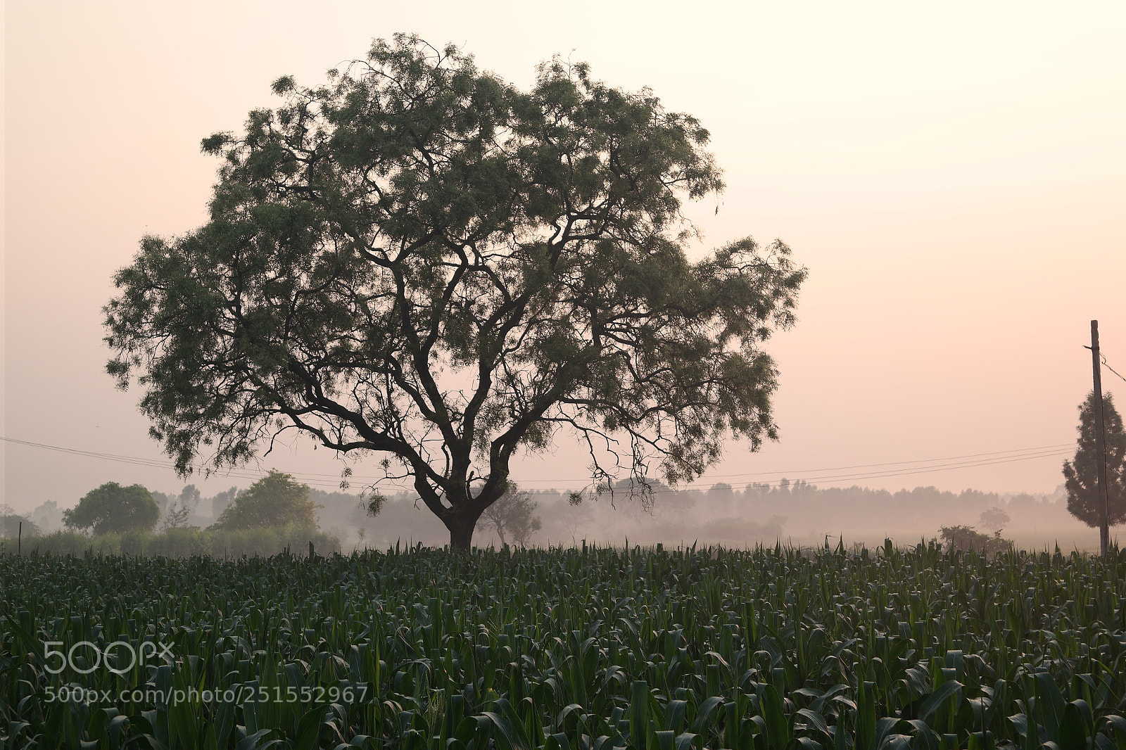 Samsung NX2000 sample photo. Morning ride through bangalore photography