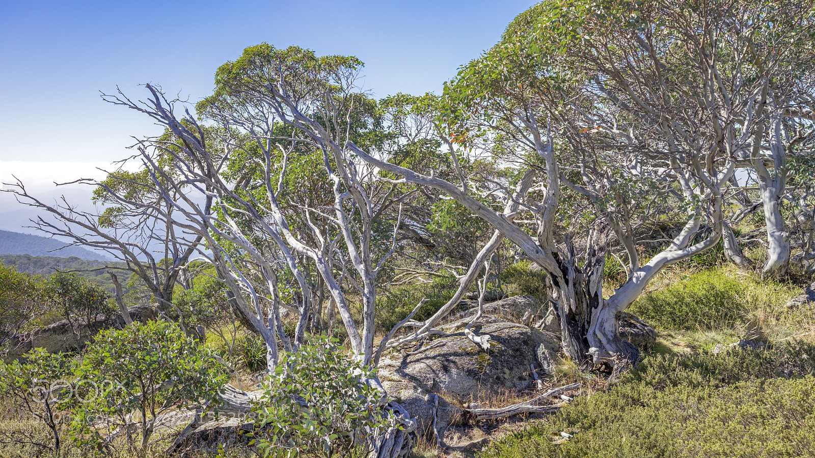 Fujifilm X-T1 sample photo. Mountain top trees photography