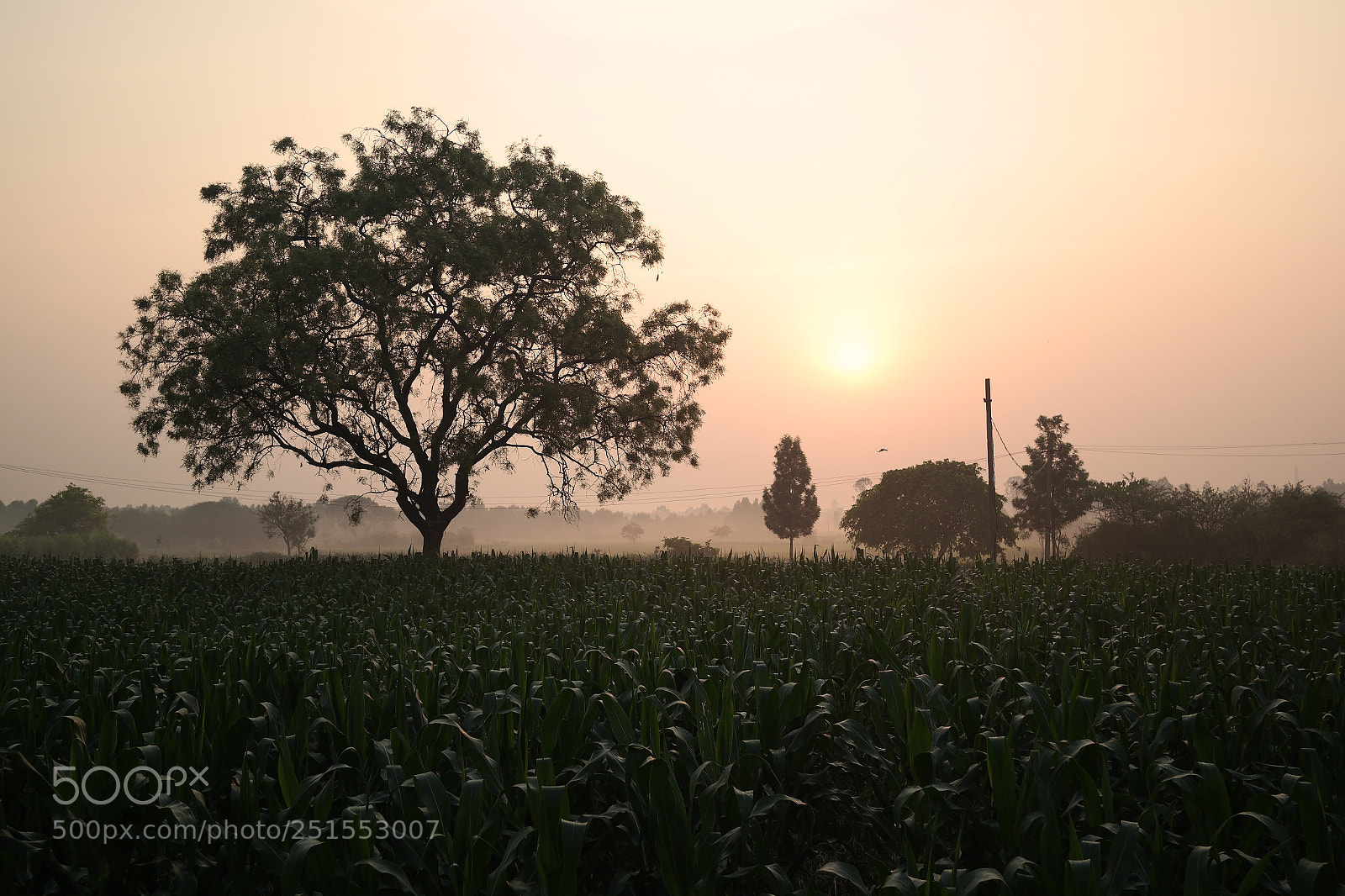 Samsung NX2000 sample photo. Morning ride through bangalore photography