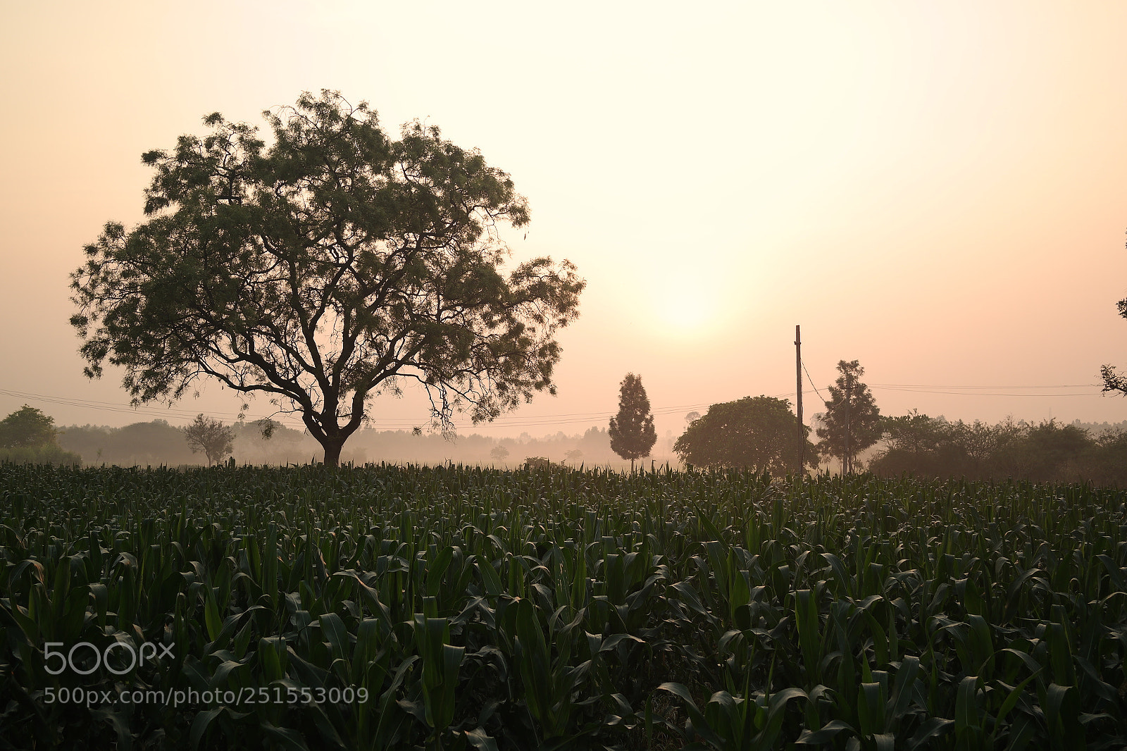 Samsung NX2000 sample photo. Morning ride through bangalore photography