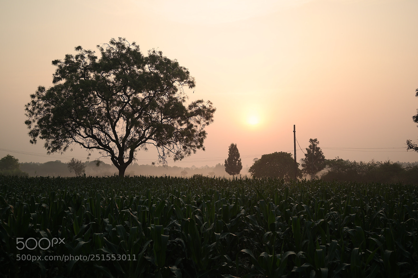 Samsung NX2000 sample photo. Morning ride through bangalore photography