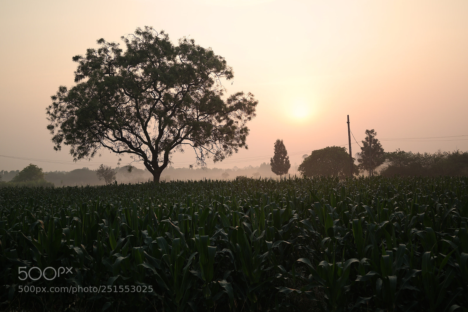 Samsung NX2000 sample photo. Morning ride through bangalore photography