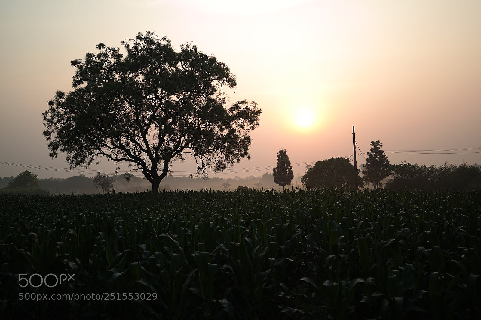 Samsung NX2000 sample photo. Morning ride through bangalore photography