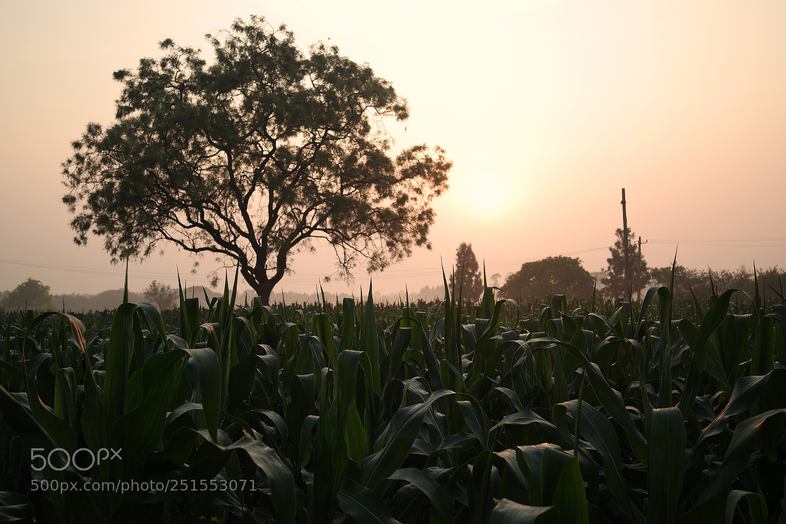 Samsung NX2000 sample photo. Morning ride through bangalore photography