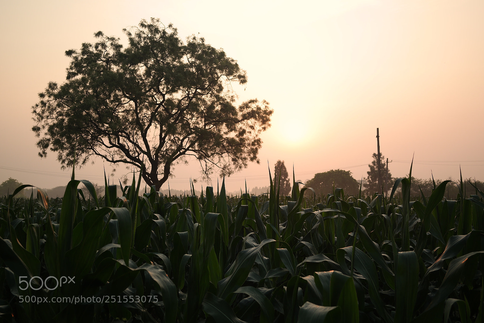 Samsung NX2000 sample photo. Morning ride through bangalore photography