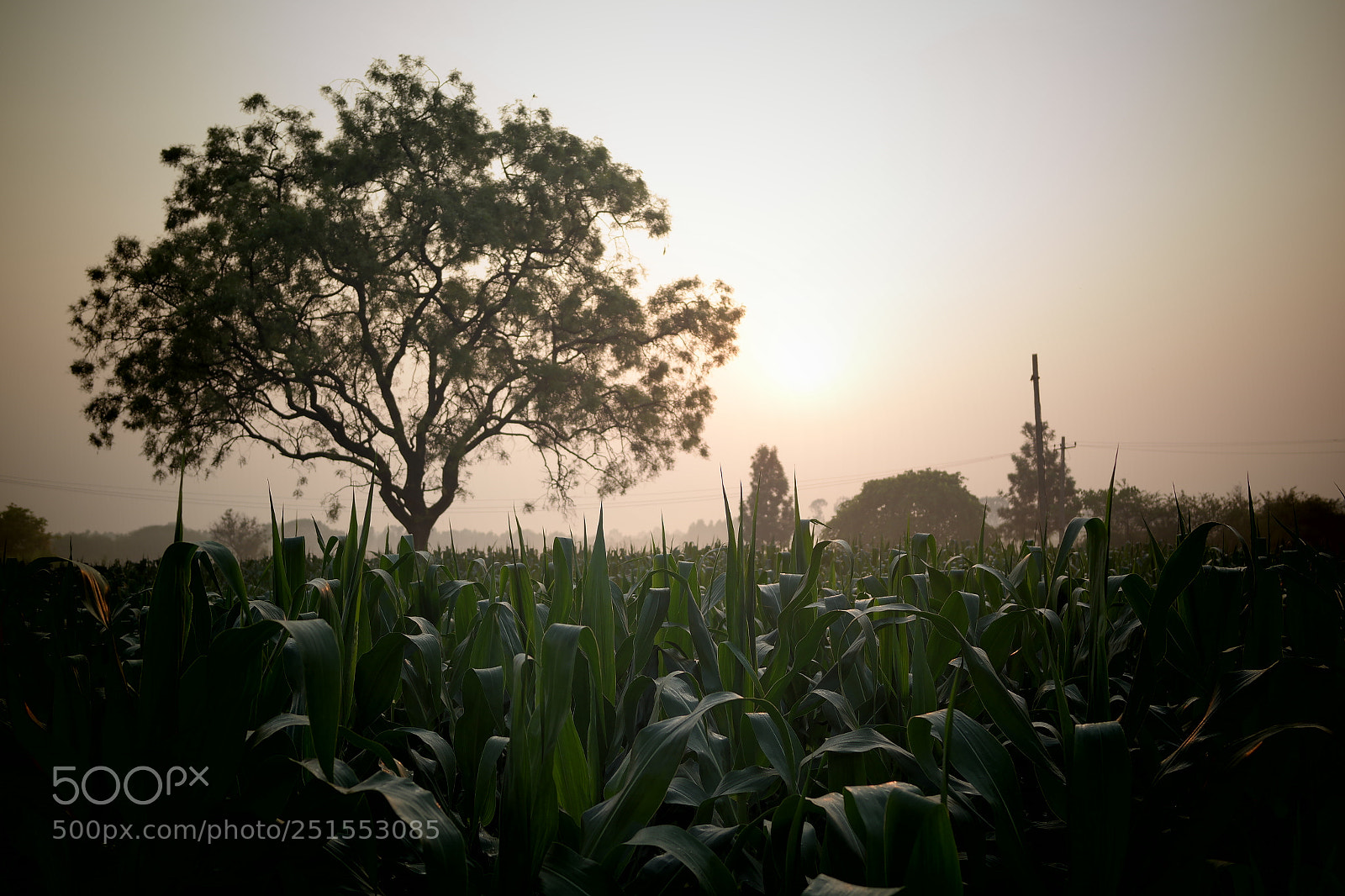 Samsung NX2000 sample photo. Morning ride through bangalore photography