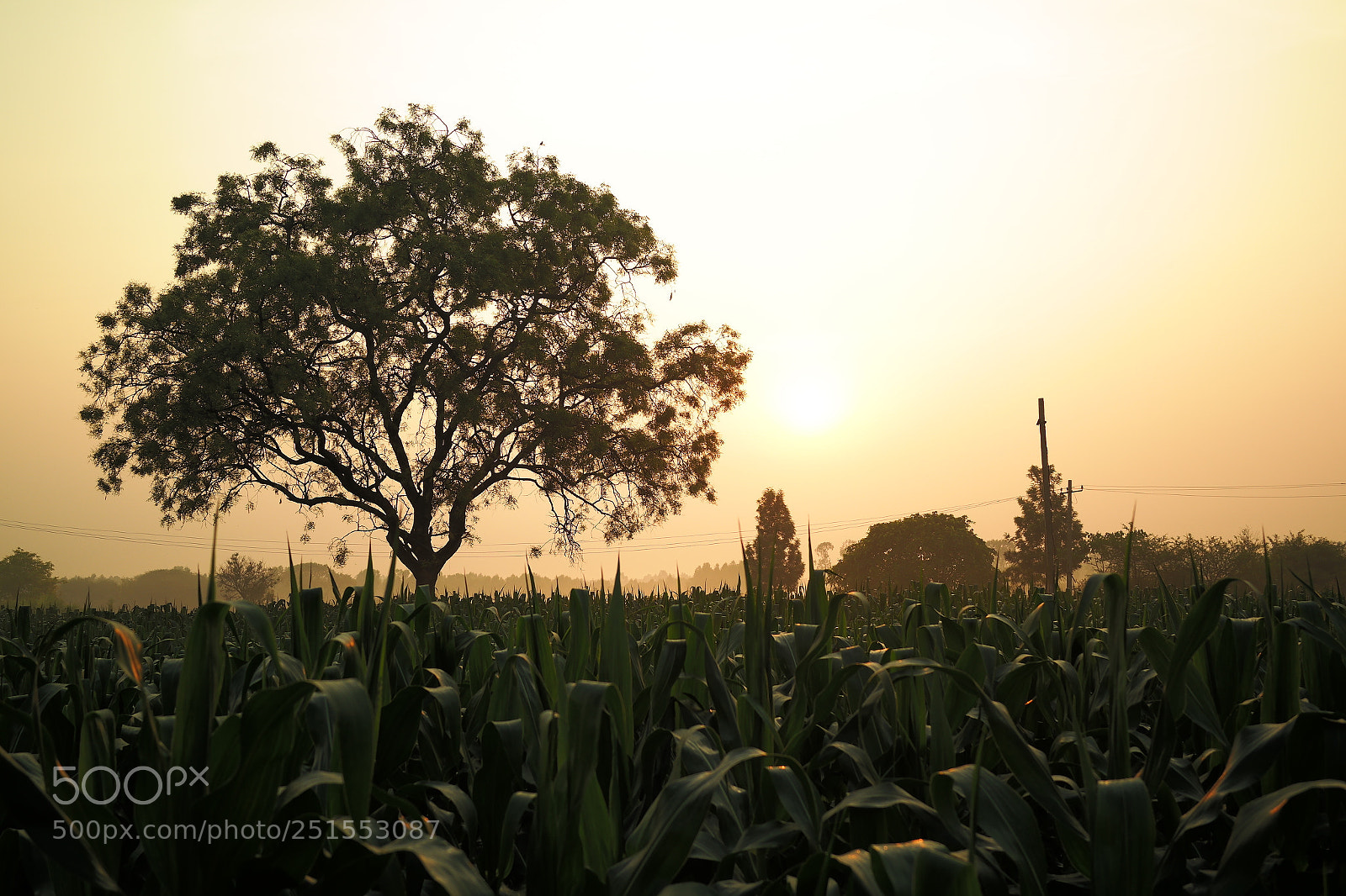Samsung NX2000 sample photo. Morning ride through bangalore photography
