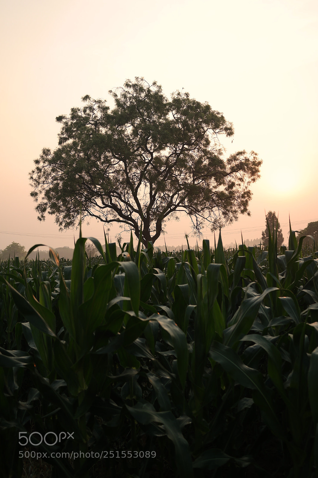Samsung NX2000 sample photo. Morning ride through bangalore photography