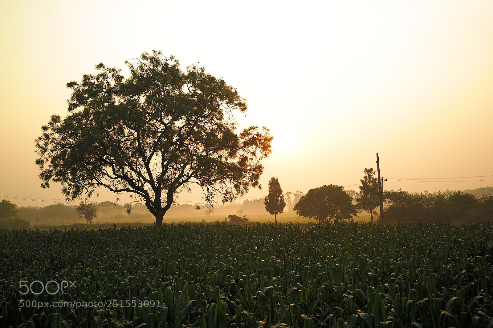 Samsung NX2000 sample photo. Morning ride through bangalore photography