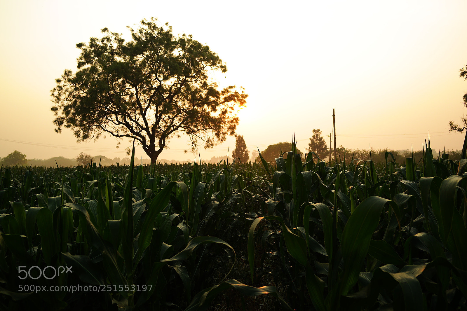 Samsung NX2000 sample photo. Morning ride through bangalore photography